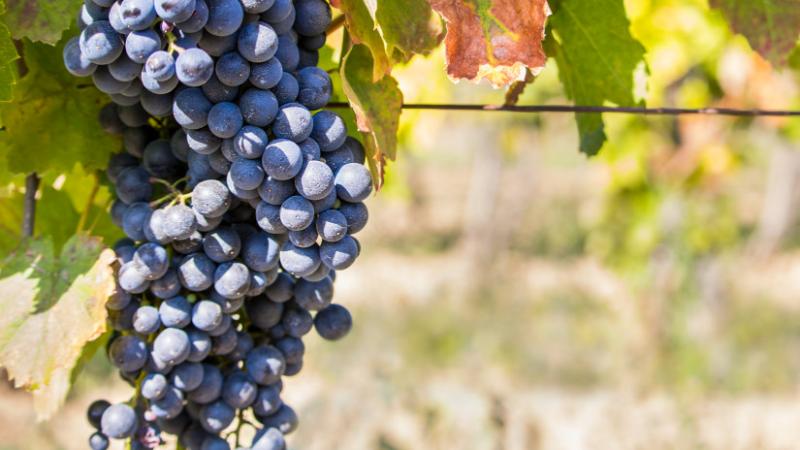 Természetesen, íme egy egyedi változat:

**Fontos információk - Hogyan óvhatod meg szőlőültetvényedet a komoly fertőzésektől? - Agro Napló**

Szőlőskertjeid védelme elengedhetetlen a sikeres terméshez. Ismerd meg azokat a módszereket és praktikákat, amely