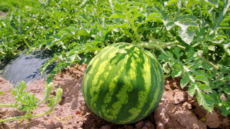 Olyan súlyos a helyzet, hogy a dinnyetermesztők már nem is foglalkoznak a gyümölcs betakarításával ebben a régióban - Agrárszektor.
